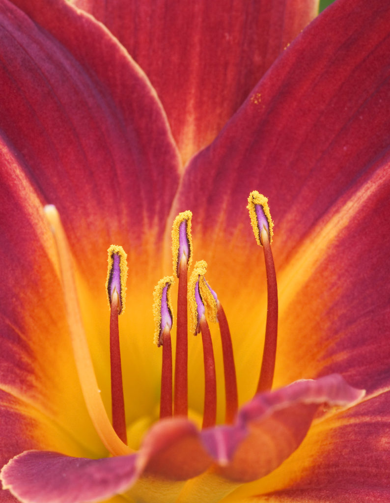 Jeremy Stein: Red Day Lily