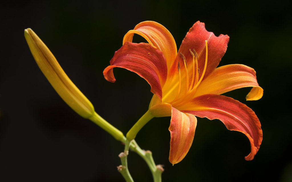 Jeremy Stein: Red & Yelllow Day Lilies