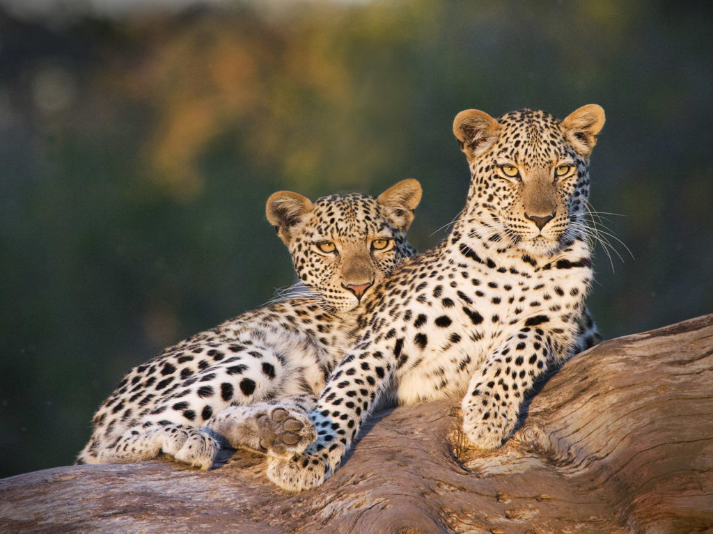 Jeremy Stein: Two Leopards