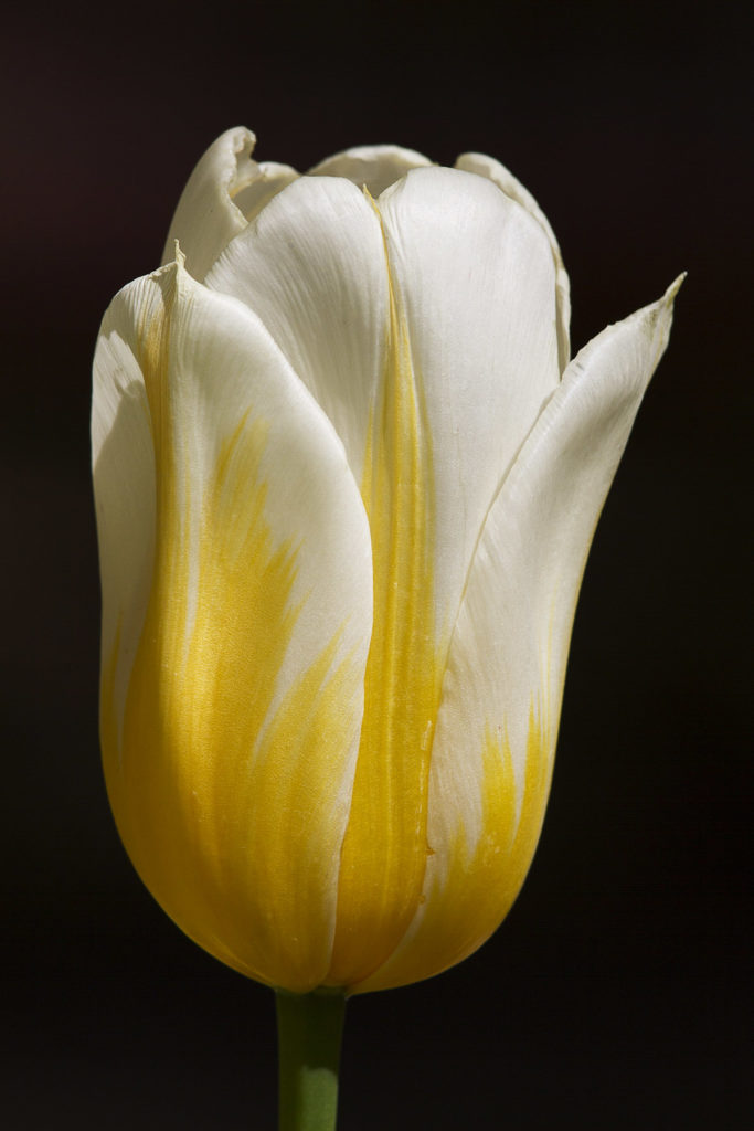 Jeremy Stein: Yellow & White Tulip