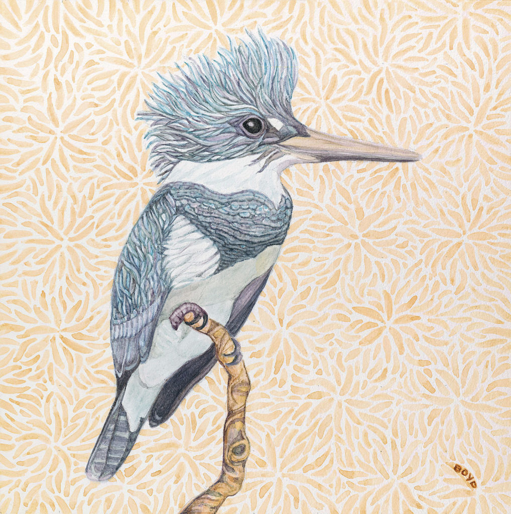 Judy Boyd: Belted Kingfisher