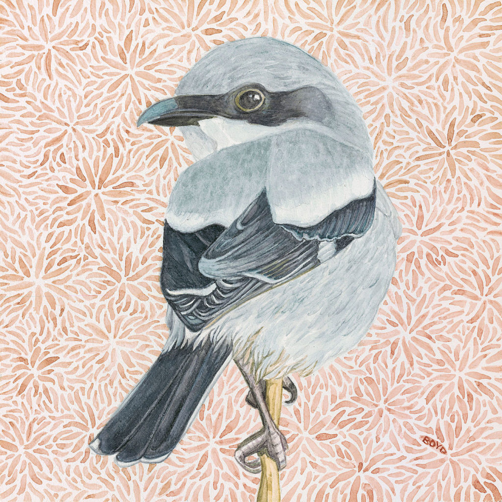 Judy Boyd: Loggerhead Shrike
