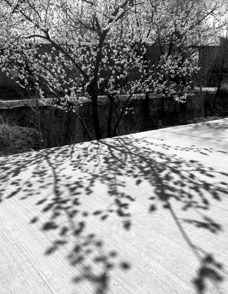 Dan Shaffer: Blossom Shadows