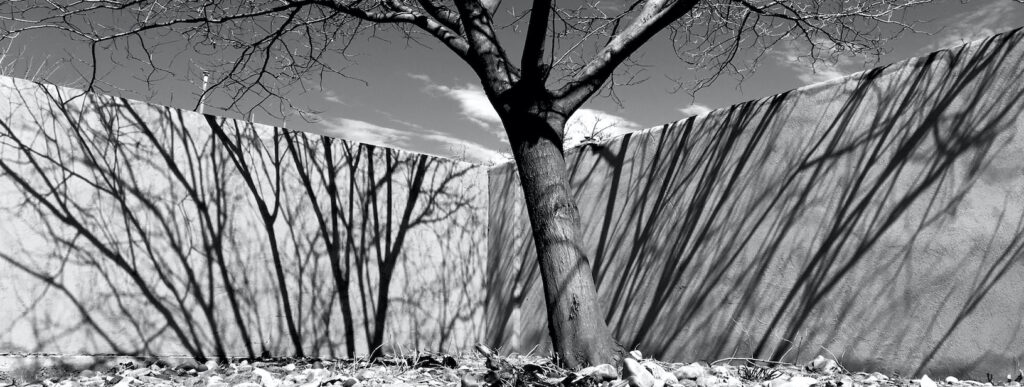 Dan Shaffer: Tree and Wall