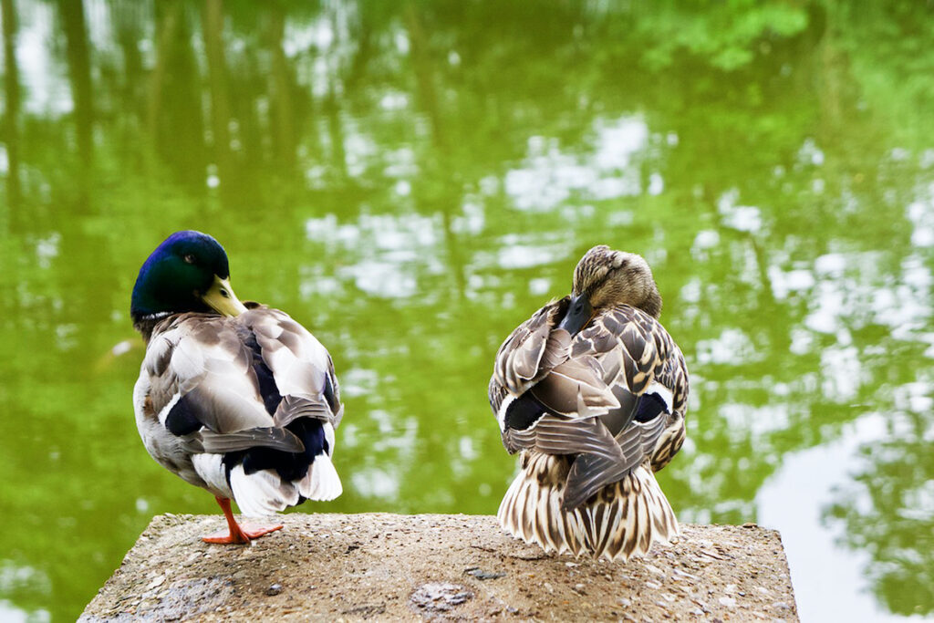 Irene Garden - Reflection Series: Quiet Ducks Meditating