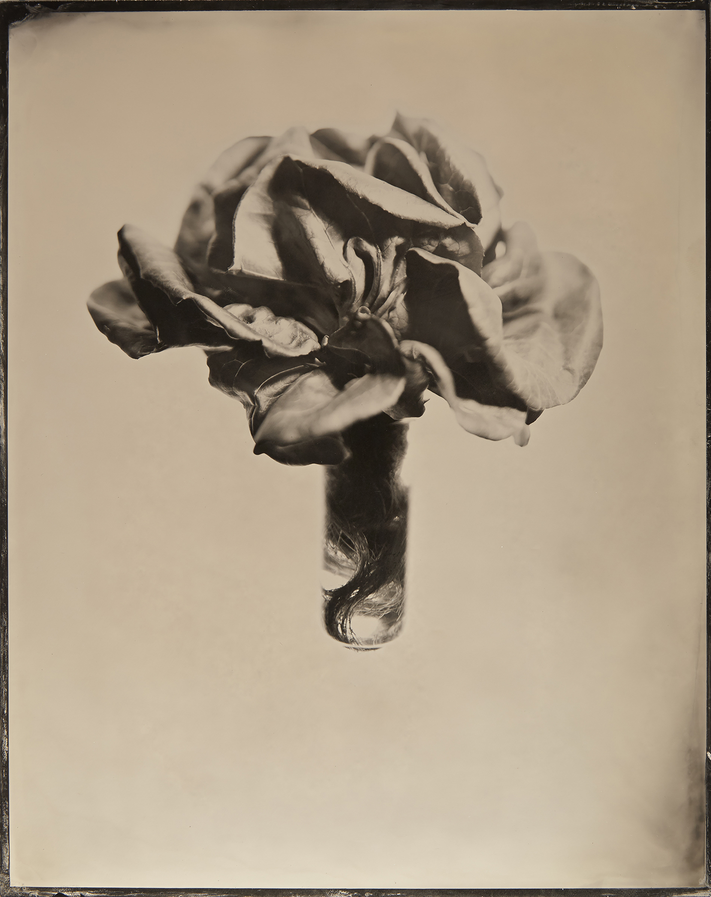 Kevin Black: Lettuce Bouquet