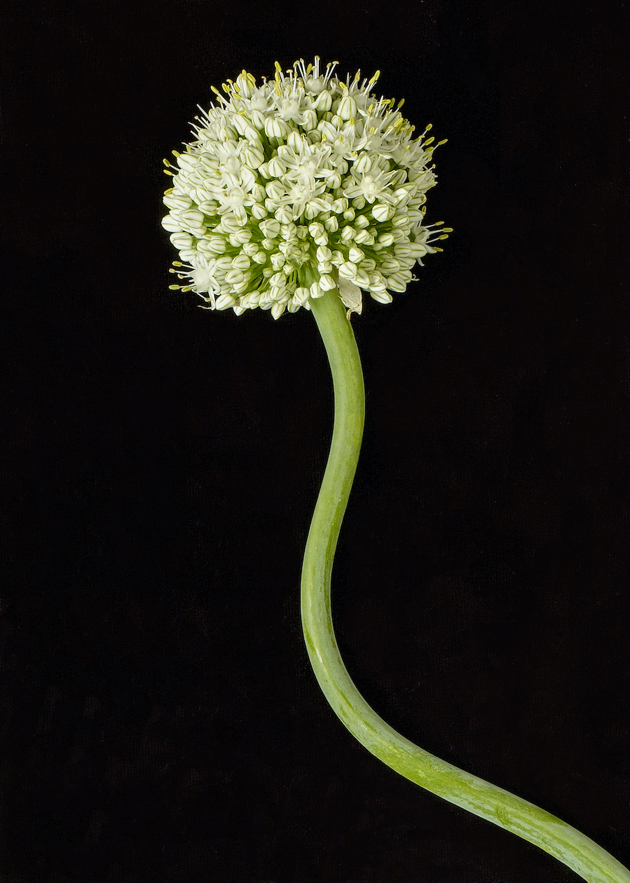 Kevin Black: Onion Flower