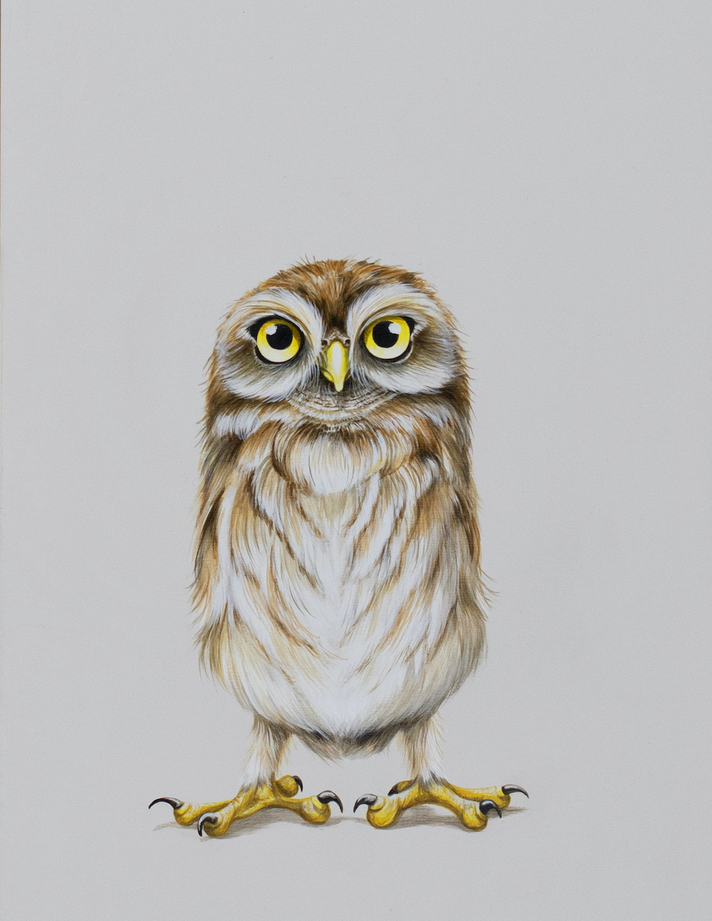 Tricia George: The Burrow Owl