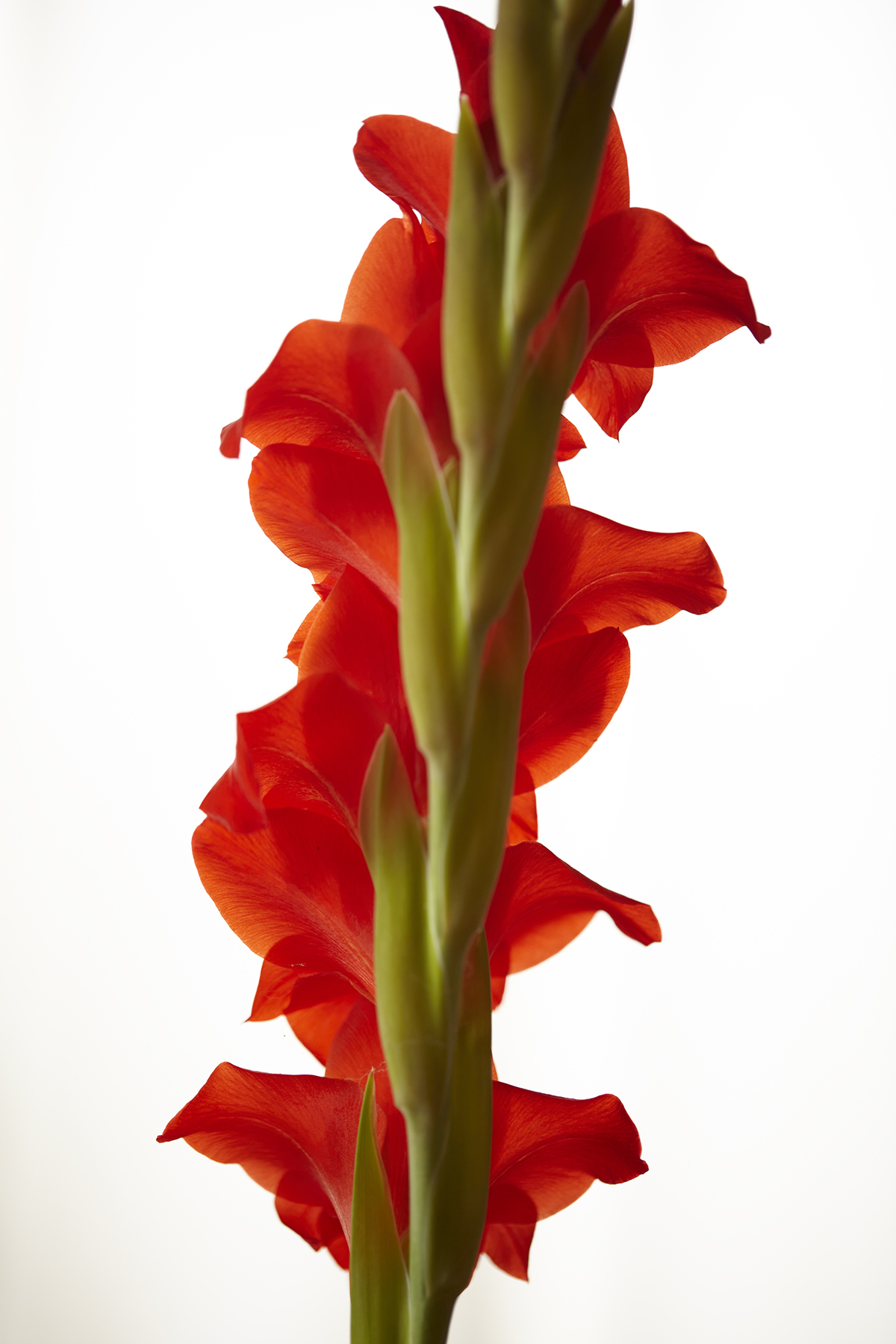 Kevin Black: Red Gladiola, Color