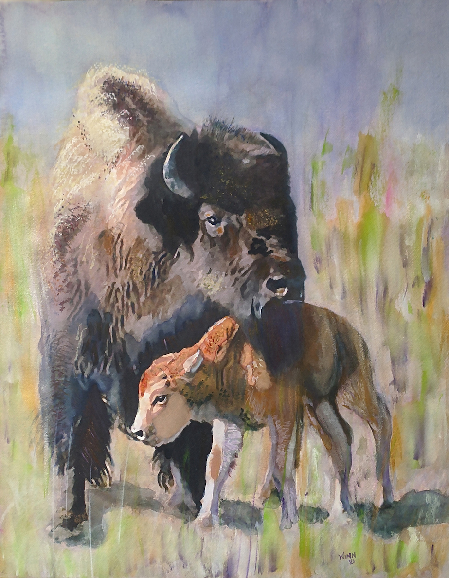 Mama and baby Bison