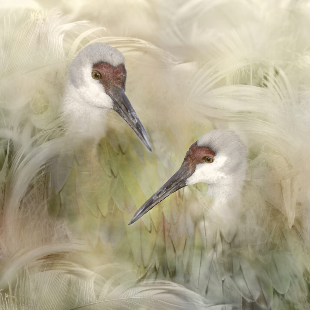 Sandra Corless: Birds of a Feather