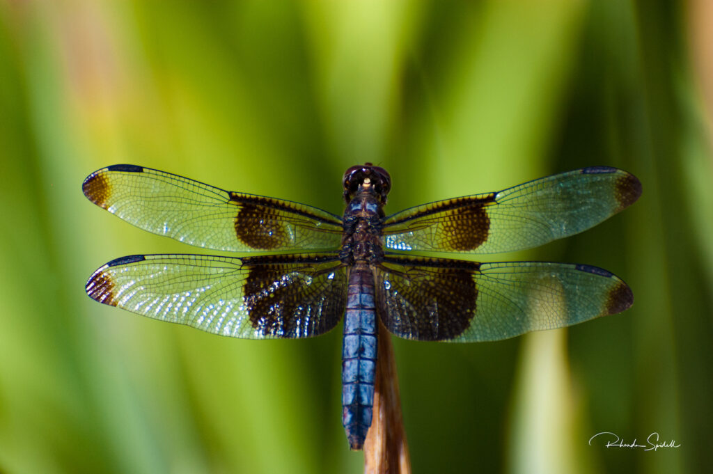 Rhonda Spidell: Dragon Fly