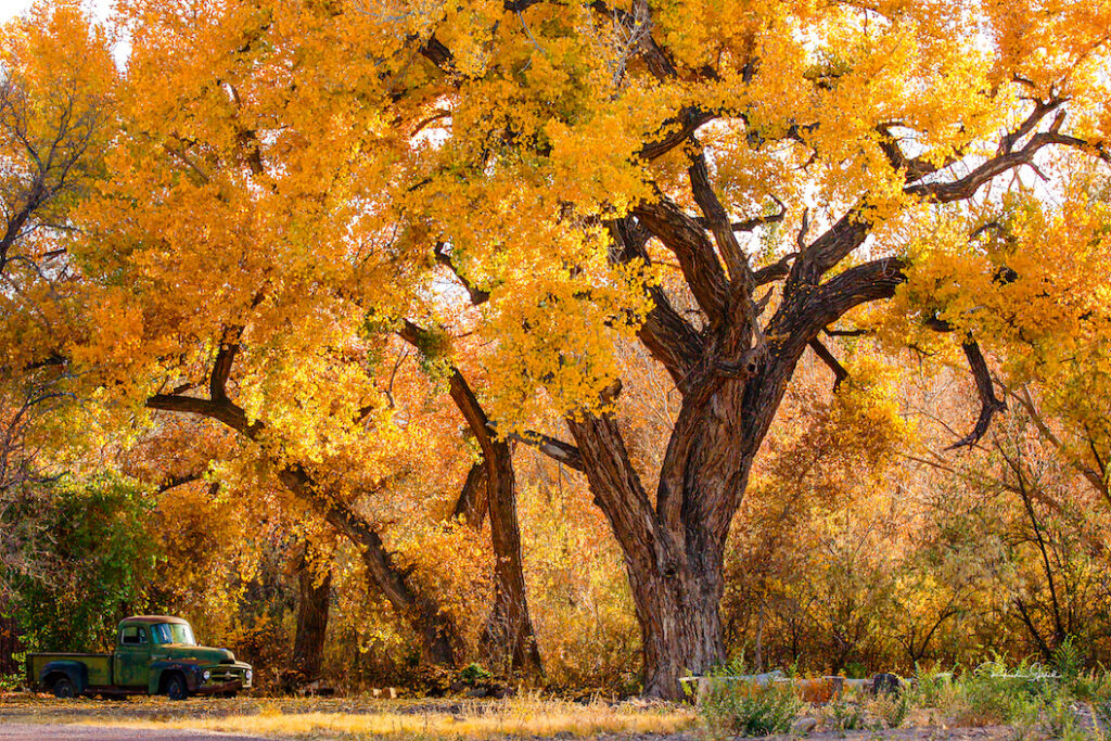 Rhonda Spidell: Golden Cottonwoods of Abiquiu