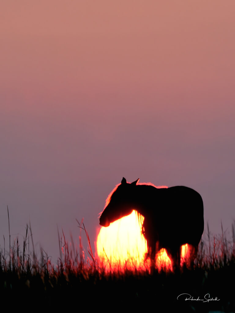 Rhonda Spidell: Stallion at Sunset