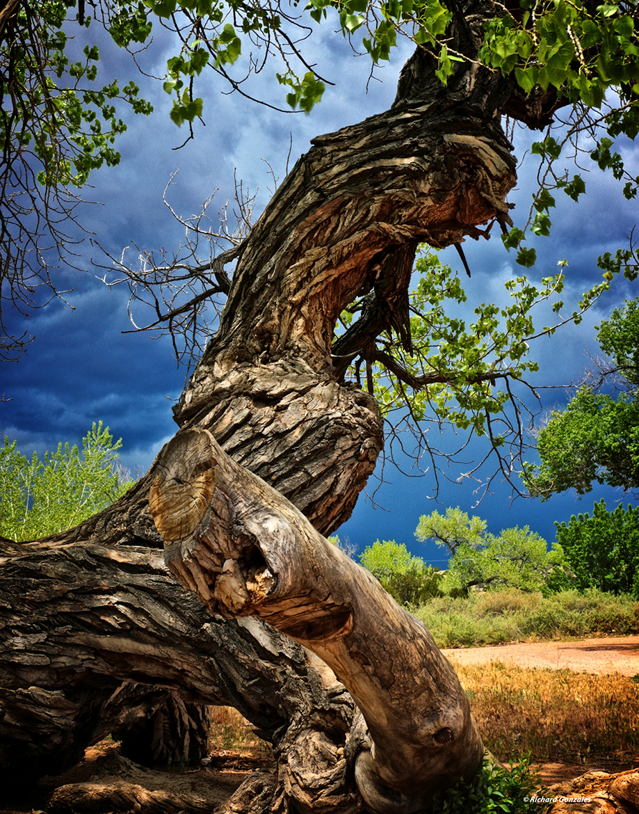 New Mexico Cancer Center, Gallery With A Cause, Majestic Cottonwood, Las Golondrinas
