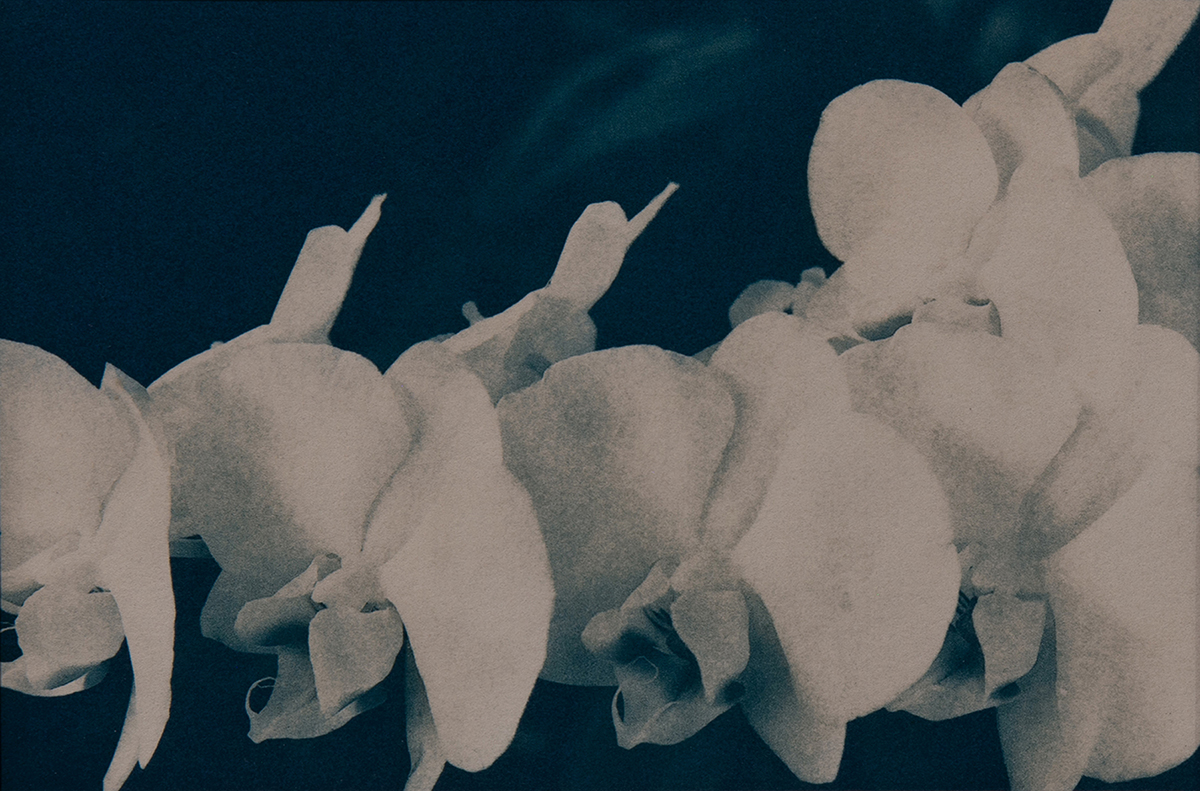 New Mexico Cancer Center, Gallery With A Cause, Orchid Study, Cyan